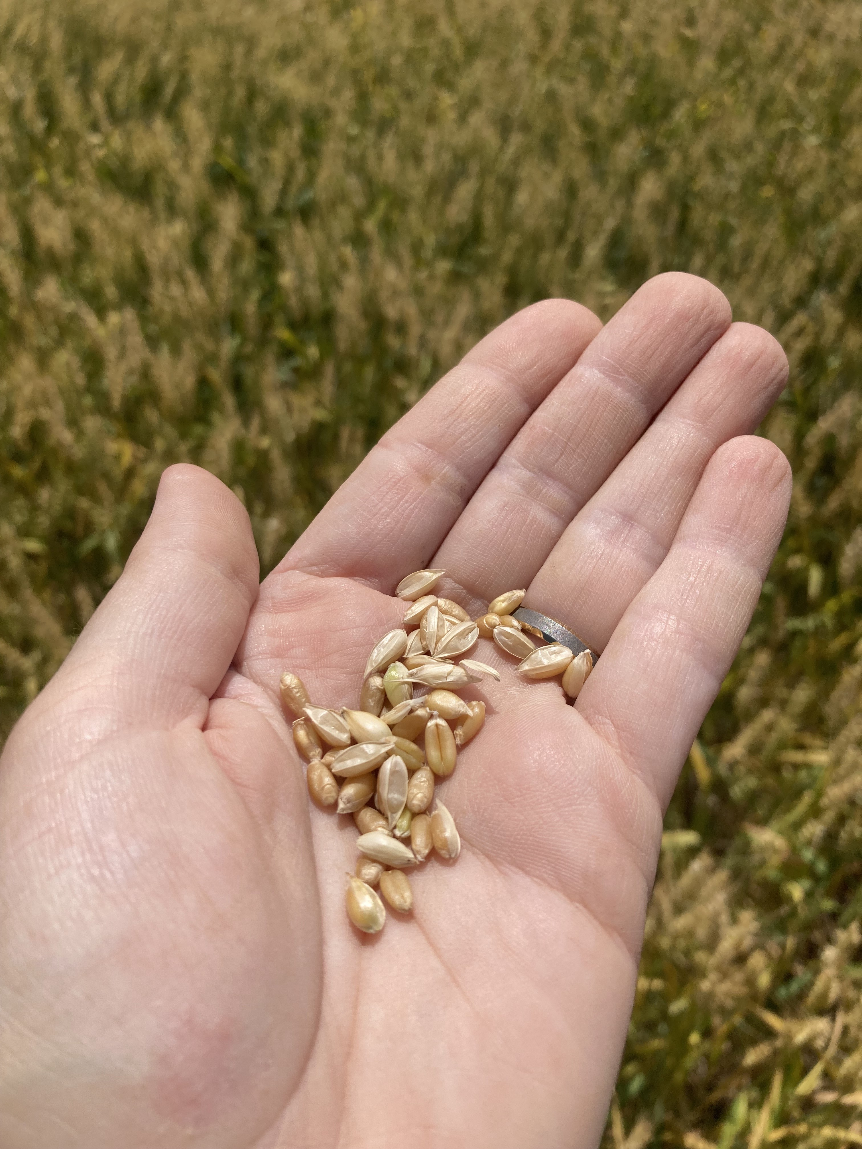 26 Wheat kernels Feekes 11-2 6-26.jpeg